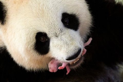 Die Jungen des Großen Pandas (Ailuropoda melanoleuca) sind hamstergroß, rosa und fast nackt, wenn sie auf die Welt kommen