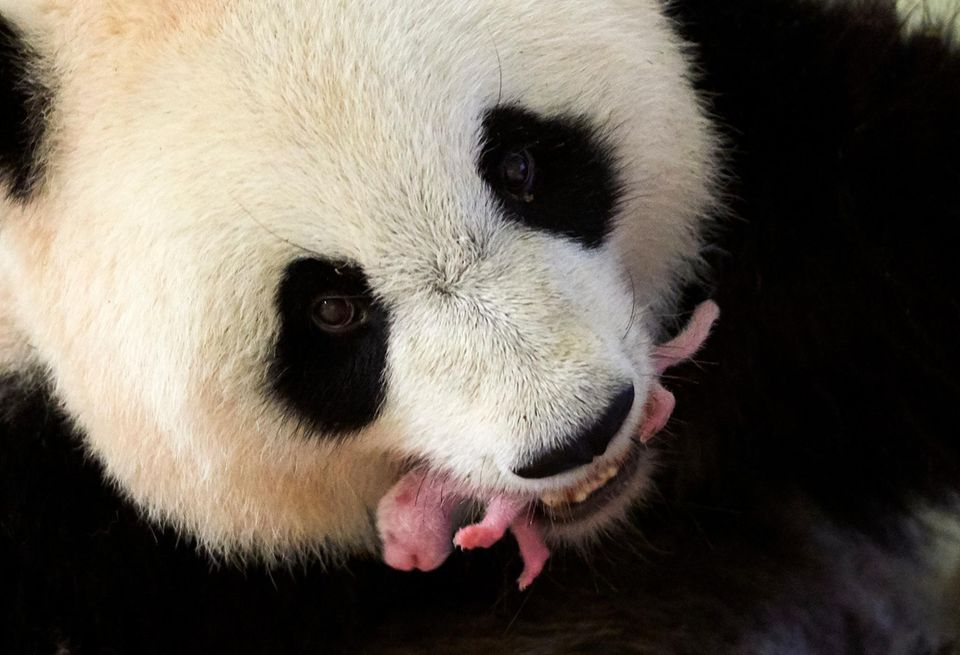 Die Jungen des Großen Pandas (Ailuropoda melanoleuca) sind hamstergroß, rosa und fast nackt, wenn sie auf die Welt kommen