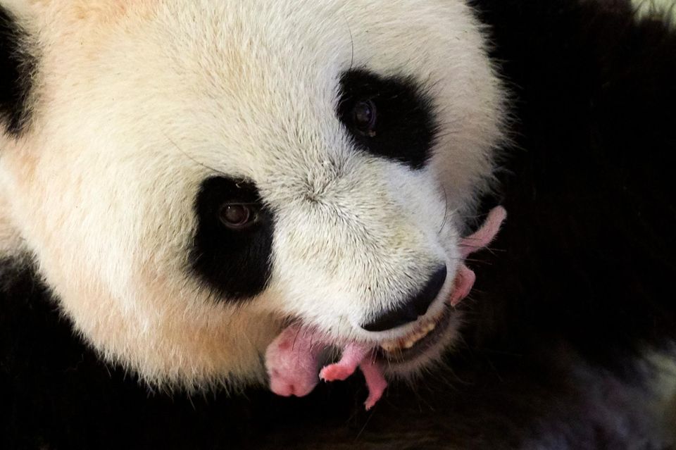 Die Jungen des Großen Pandas (Ailuropoda melanoleuca) sind hamstergroß, rosa und fast nackt, wenn sie auf die Welt kommen 1.4649