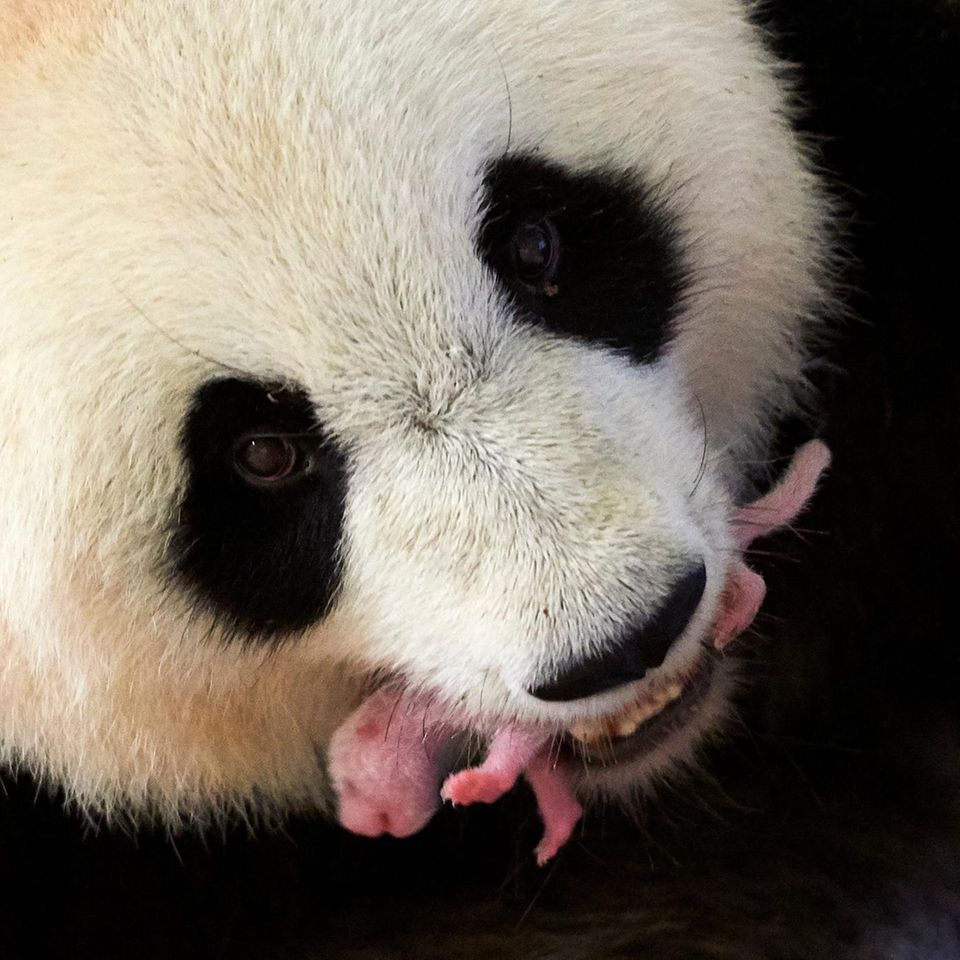 Die Jungen des Großen Pandas (Ailuropoda melanoleuca) sind hamstergroß, rosa und fast nackt, wenn sie auf die Welt kommen