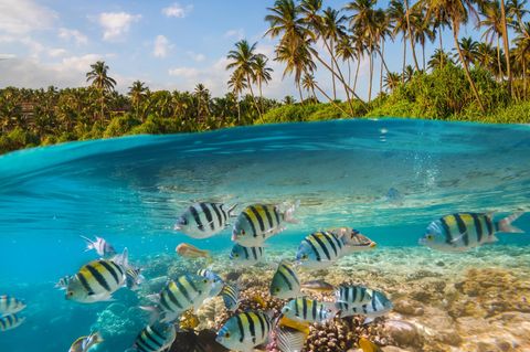 Die Malediven nahe der Südspitze Indiens bestehen aus 26 Atollen und um die 1190 Korallen-Inseln. Taucher wollen hier vor allem eines – ins 26 bis 29 Grad Celsius warme Wasser, um Großfische wie Hammerhaie und Mantas zu sehen. Daneben zählt auch das Wracktauchen zu den Programmhöhepunkten der Tauchsafaris. Beliebt ist bei Tauchern besonders das Ari Atoll, denn hier sind auch regelmäßig mächtige Walhai zu sehen. Die Strömungen in den Atoll Kanälen können mitunter aber auch sehr stark und gefährlich sein. Die meisten Tauchsafaris fahren von North Male, Ari bis nach South Male. Um die einst üppigen, bunten Korallenriffe der Malediven wieder herzustellen, können Tauchtouristen im Indischen Ozean neue Korallen ansiedeln – ein kleiner Versuch das Ökosystem vor der Trauminsel zu bewahren.