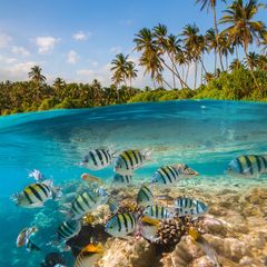 Die Malediven nahe der Südspitze Indiens bestehen aus 26 Atollen und um die 1190 Korallen-Inseln. Taucher wollen hier vor allem eines – ins 26 bis 29 Grad Celsius warme Wasser, um Großfische wie Hammerhaie und Mantas zu sehen. Daneben zählt auch das Wracktauchen zu den Programmhöhepunkten der Tauchsafaris. Beliebt ist bei Tauchern besonders das Ari Atoll, denn hier sind auch regelmäßig mächtige Walhai zu sehen. Die Strömungen in den Atoll Kanälen können mitunter aber auch sehr stark und gefährlich sein. Die meisten Tauchsafaris fahren von North Male, Ari bis nach South Male. Um die einst üppigen, bunten Korallenriffe der Malediven wieder herzustellen, können Tauchtouristen im Indischen Ozean neue Korallen ansiedeln – ein kleiner Versuch das Ökosystem vor der Trauminsel zu bewahren.