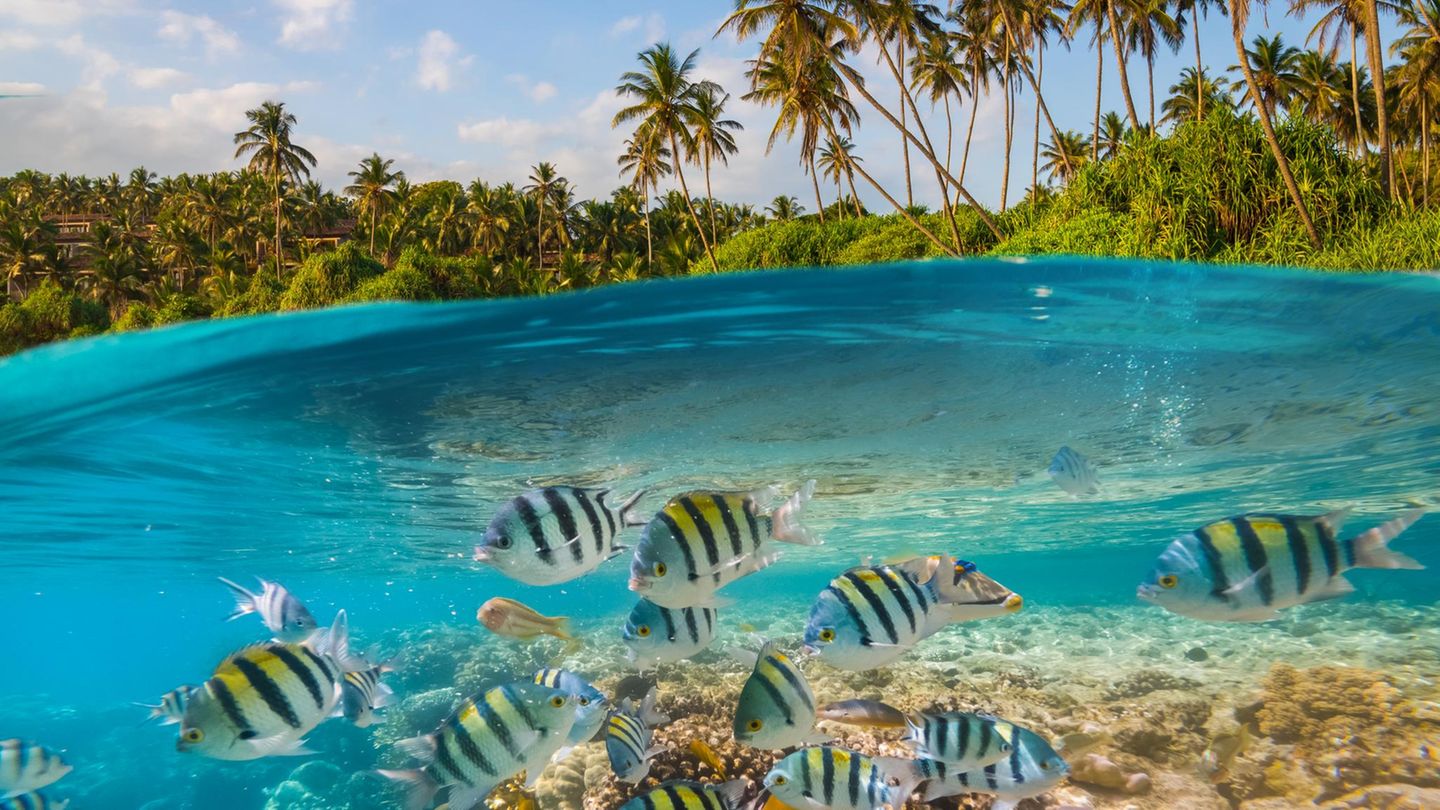 Die Malediven nahe der Südspitze Indiens bestehen aus 26 Atollen und um die 1190 Korallen-Inseln. Taucher wollen hier vor allem eines – ins 26 bis 29 Grad Celsius warme Wasser, um Großfische wie Hammerhaie und Mantas zu sehen. Daneben zählt auch das Wracktauchen zu den Programmhöhepunkten der Tauchsafaris. Beliebt ist bei Tauchern besonders das Ari Atoll, denn hier sind auch regelmäßig mächtige Walhai zu sehen. Die Strömungen in den Atoll Kanälen können mitunter aber auch sehr stark und gefährlich sein. Die meisten Tauchsafaris fahren von North Male, Ari bis nach South Male. Um die einst üppigen, bunten Korallenriffe der Malediven wieder herzustellen, können Tauchtouristen im Indischen Ozean neue Korallen ansiedeln – ein kleiner Versuch das Ökosystem vor der Trauminsel zu bewahren.