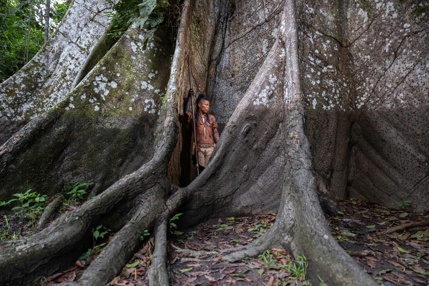 Ticuna-Mann und 500 Jahre alter Celiba-Baum