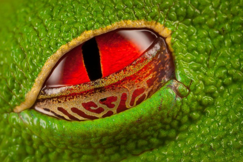 Tagsüber ist die Pupille des nachtaktiven Rotaugenlaubfrosches zu einem schmalen Schlitz verengt. Das Lid schützt das Auge vor Austrocknung 1.5004