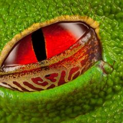 Tagsüber ist die Pupille des nachtaktiven Rotaugenlaubfrosches zu einem schmalen Schlitz verengt. Das Lid schützt das Auge vor Austrocknung