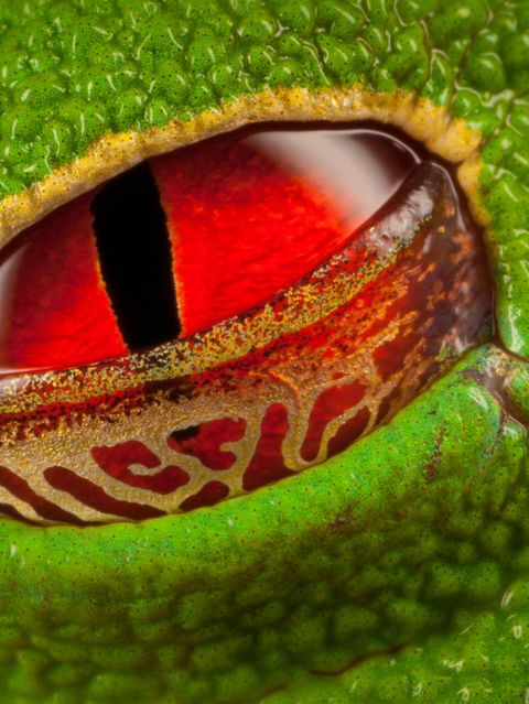 Tagsüber ist die Pupille des nachtaktiven Rotaugenlaubfrosches zu einem schmalen Schlitz verengt. Das Lid schützt das Auge vor Austrocknung