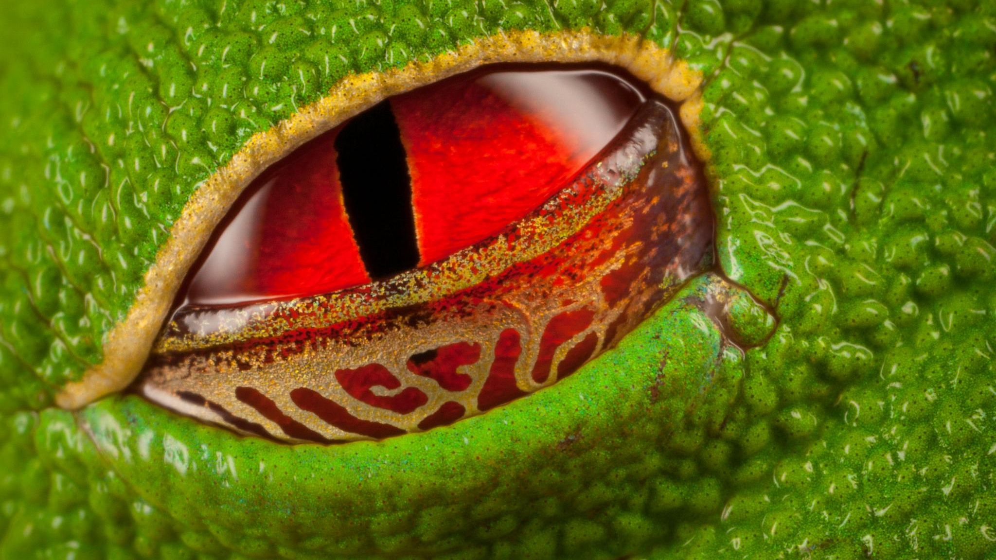 Evolution: Tagsüber ist die Pupille des nachtaktiven Rotaugenlaubfrosches zu einem schmalen Schlitz verengt. Das Lid schützt das Auge vor Austrocknung Tagsüber ist die Pupille des nachtaktiven Rotaugenlaubfrosches zu einem schmalen Schlitz verengt. Das Lid schützt das Auge vor Austrocknung