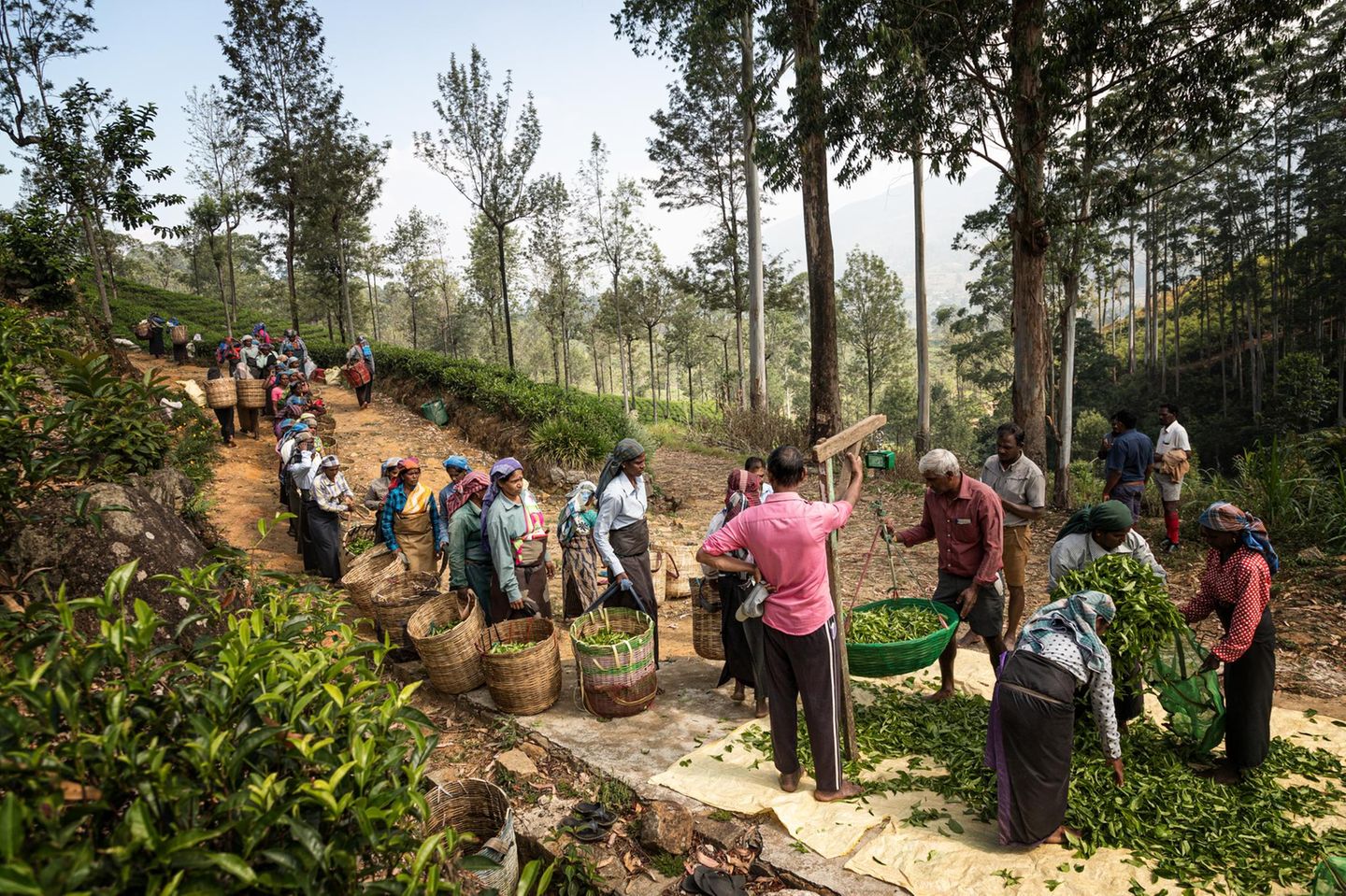 18 Kilogramm Teepflanzen müssen die Pflückerinnen auf dieser Plantage in Sri Lanka ernten, um auf den vereinbarten Tageslohn zu kommen. Ceylon-Tee ist auch in vielen europäischen Mischungen enthalten.