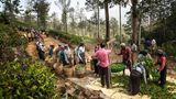 18 Kilogramm Teepflanzen müssen die Pflückerinnen auf dieser Plantage in Sri Lanka ernten, um auf den vereinbarten Tageslohn zu kommen. Ceylon-Tee ist auch in vielen europäischen Mischungen enthalten.