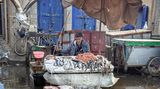 Die marokkanische Hafenstadt Essaouira ist fest in der Hand der Möwen. Sobald die Fischer ihre Boote entladen und den Fang des Tages zum Verkauf anbieten, müssen sie ihn vor den kreischenden Vögeln verteidigen, die über der Stadt kreisen – und nur auf einen unachtsamen Moment warten.