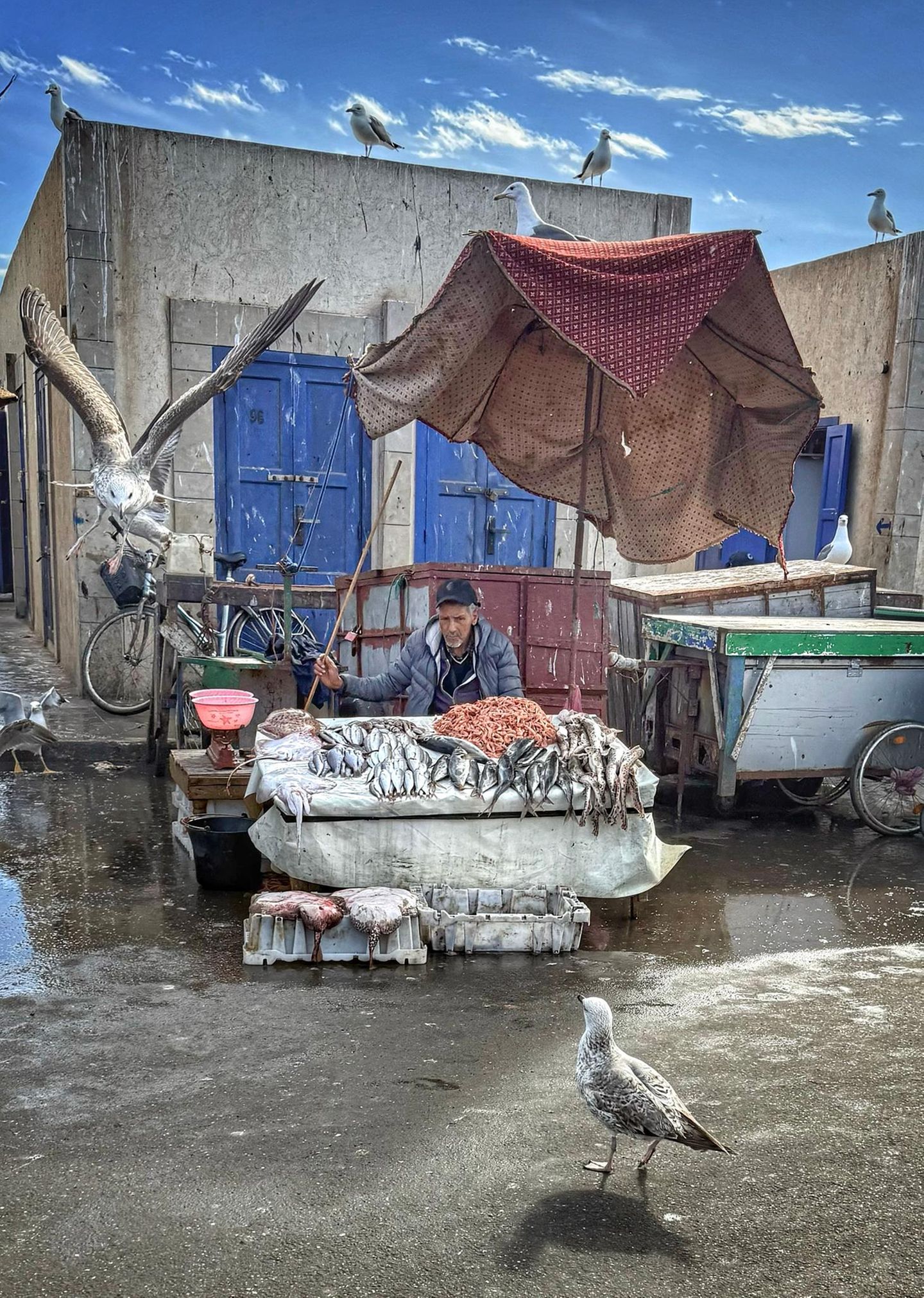 Die marokkanische Hafenstadt Essaouira ist fest in der Hand der Möwen. Sobald die Fischer ihre Boote entladen und den Fang des Tages zum Verkauf anbieten, müssen sie ihn vor den kreischenden Vögeln verteidigen, die über der Stadt kreisen – und nur auf einen unachtsamen Moment warten.