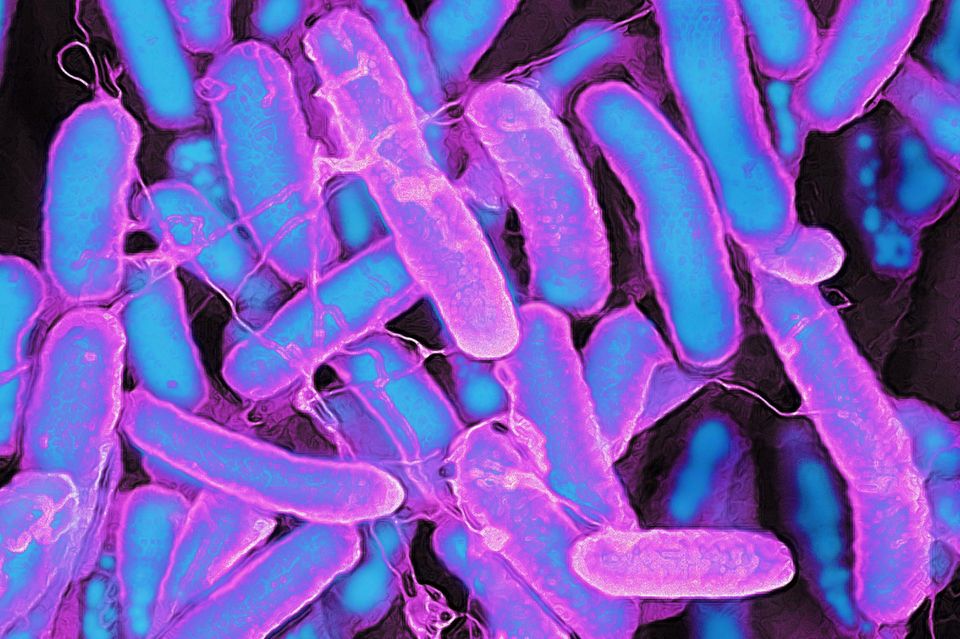 Escherichia coli Bakterien Makroaufnahme 1.4993