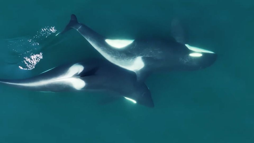 Körperpflege: Orcas nutzen Werkzeuge – und putzen sich gegenseitig mit Seetang