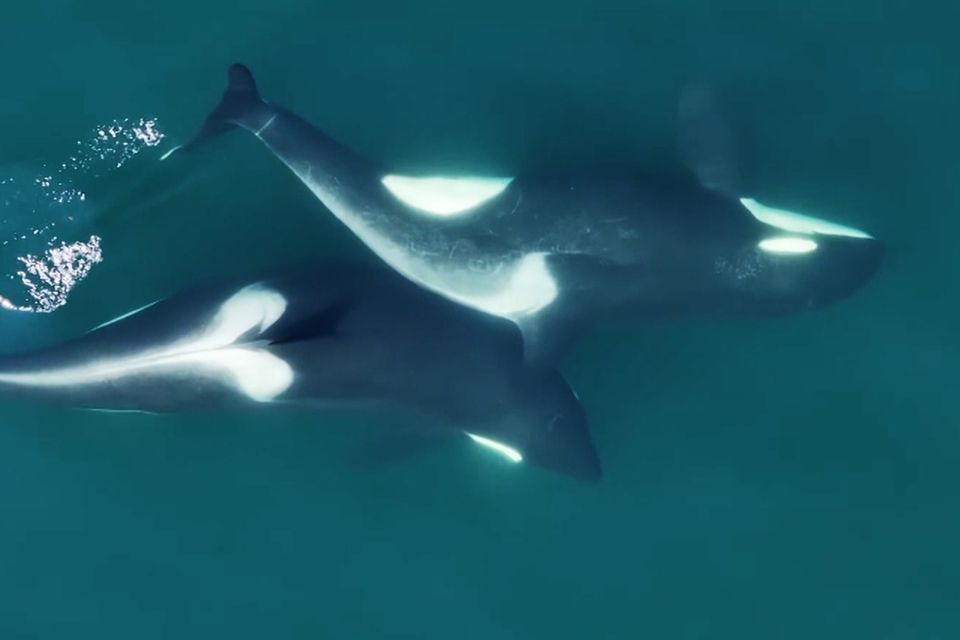Körperpflege: Orcas nutzen Werkzeuge – und putzen sich gegenseitig mit Seetang