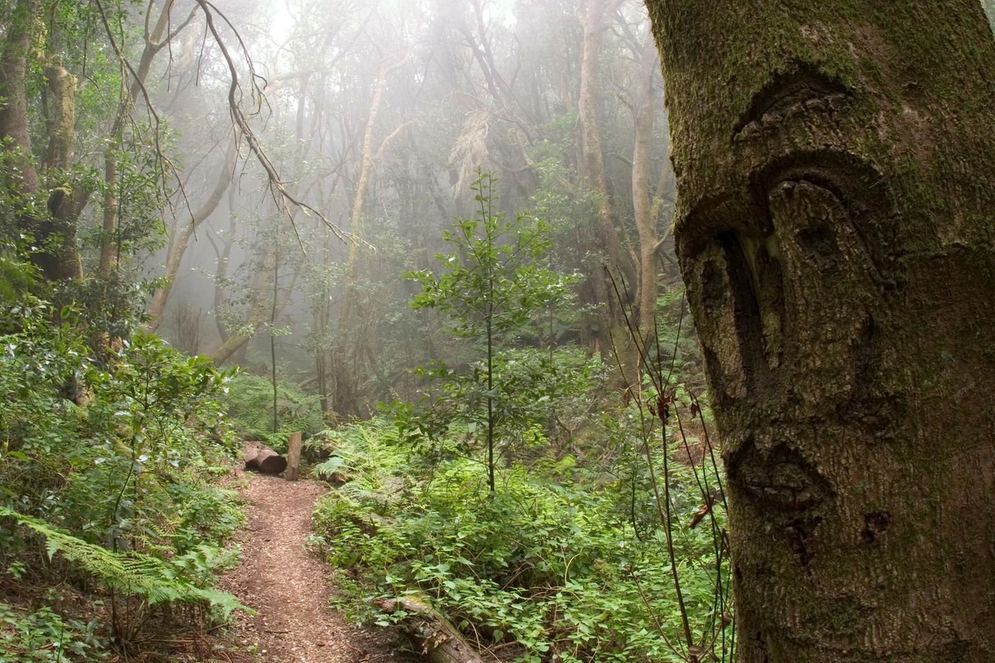 Lorbeerwald auf La Gomera im nebligen Nationalpark Garajonay