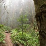 Lorbeerwald auf La Gomera im nebligen Nationalpark Garajonay