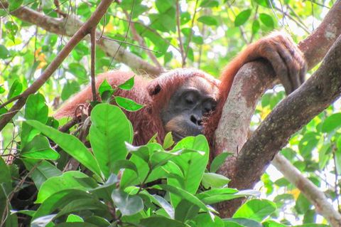 Auch Orang-Utans halten gern ein Mittagsschläfchen. Foto: Natasha Bartalotta/Max Planck Institute für Verhaltensbiologie/dpa