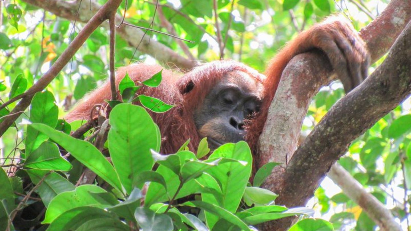 Auch Orang-Utans halten gern ein Mittagsschläfchen. Foto: Natasha Bartalotta/Max Planck Institute für Verhaltensbiologie/dpa
