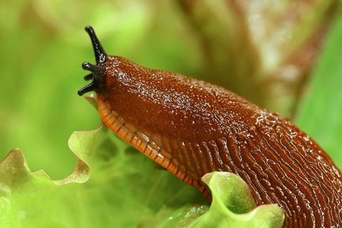 Ran an den Salat – eine Spanische Schnecke bei ihrer Lieblingsbeschäftigung. Hat solch ein Raubzug etwa auch Vorteile für den Garten?