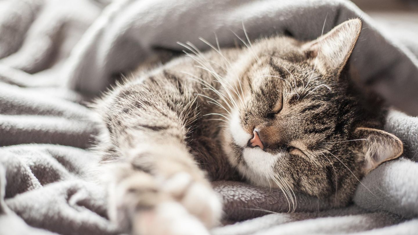 Verhaltensforschung-Warum-Katzen-am-liebsten-auf-der-linken-Seite-schlafen