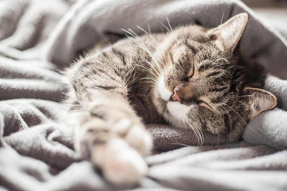 Getigerte Katze schläft auf der linken Seite