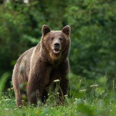 Damit eine Begegnung mit Braunbären nicht gefährlich wird, müssen Menschen sich richtig verhalten