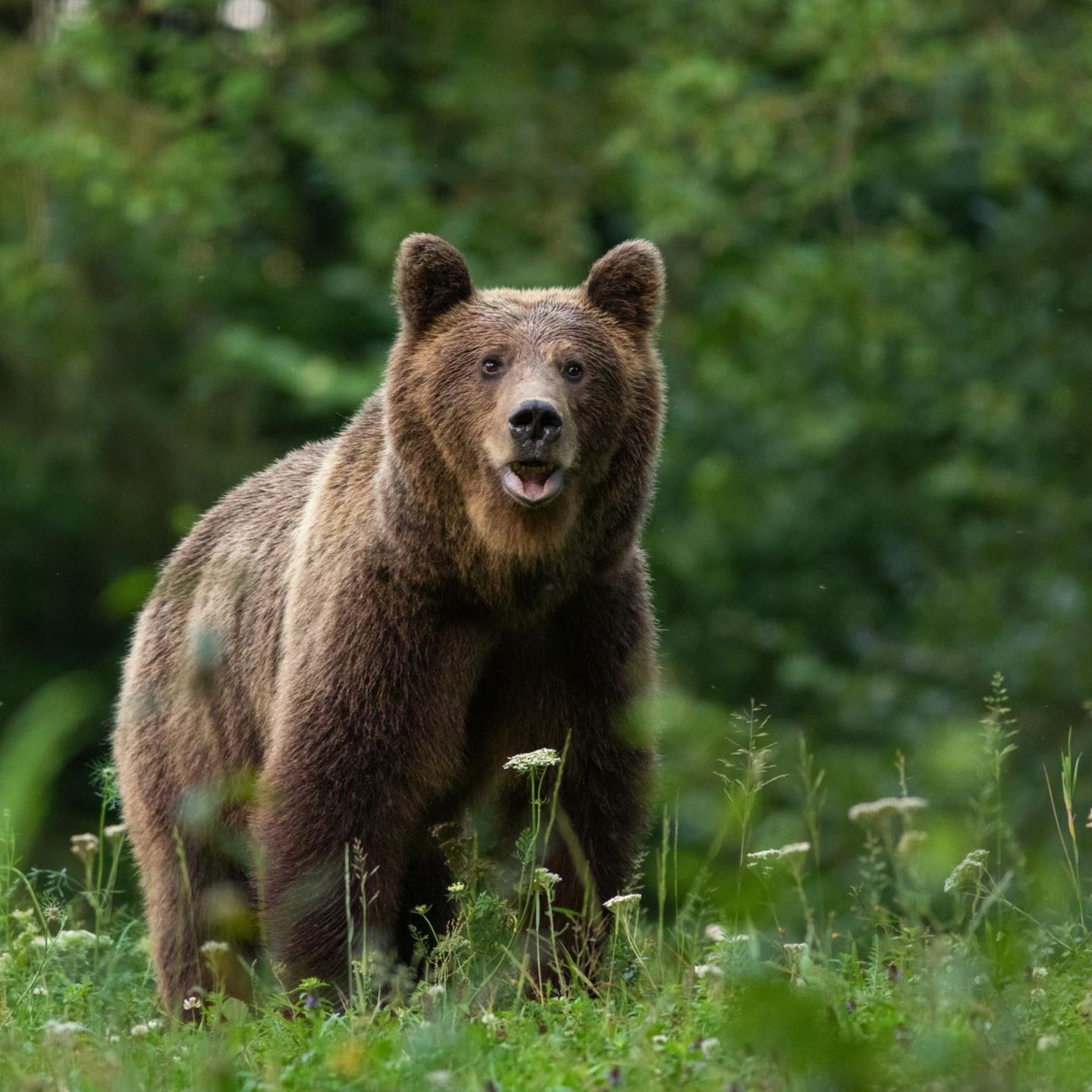 Damit eine Begegnung mit Braunbären nicht gefährlich wird, müssen Menschen sich richtig verhalten