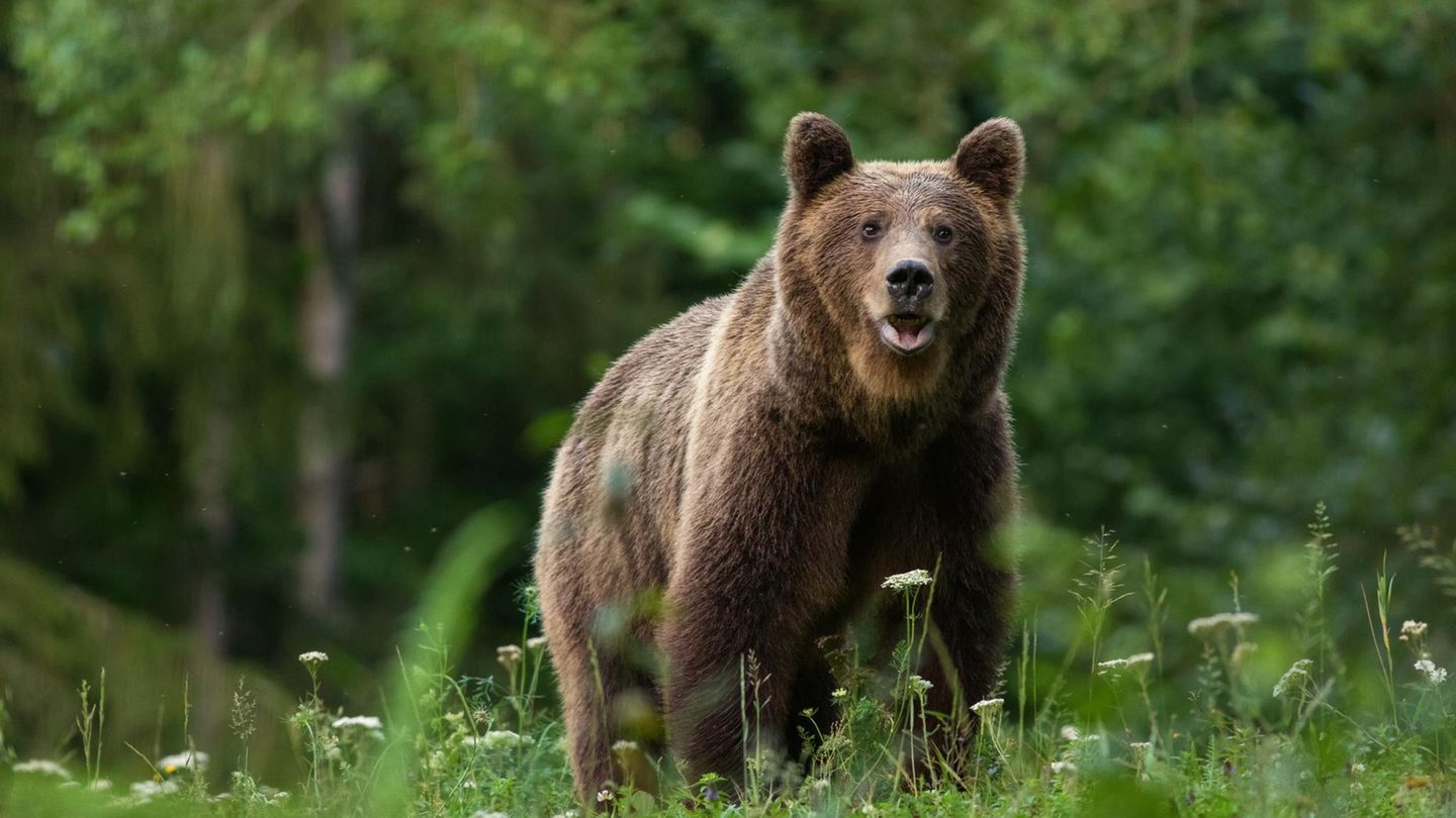 Lage-in-Deutschland-Wildtierexperte-Am-Anfang-eines-jeden-Problemb-ren-stehen-Problemmenschen-