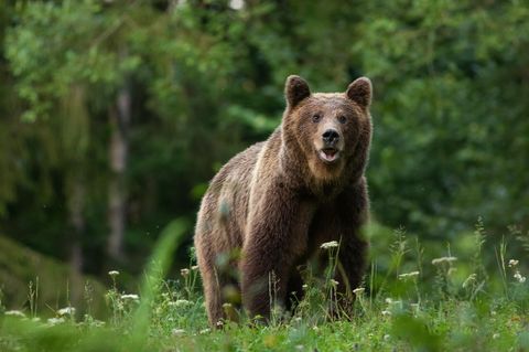 Damit eine Begegnung mit Braunbären nicht gefährlich wird, müssen Menschen sich richtig verhalten