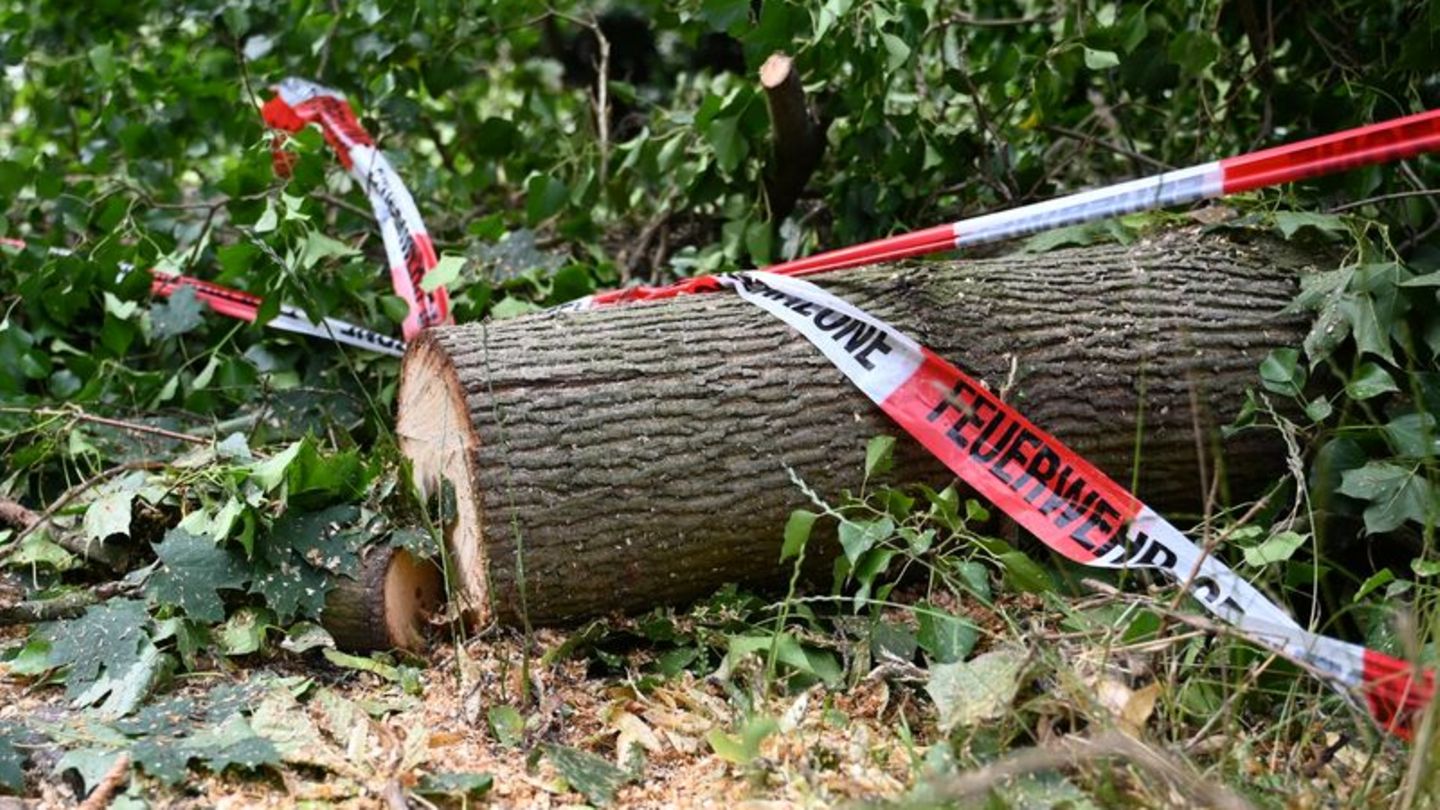 Klimakrise-Warum-D-rre-geplagte-W-lder-St-rmen-schwerer-trotzen-k-nnen