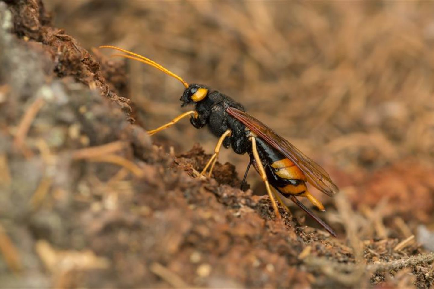 Riesenholzwespe