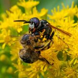 Der Bienenwolf (Philanthus triangulum) gehört zur Familie der Grabwespen. Die wärmeliebende Art bevorzugt offene Sandflächen für den Nestbau, wobei manchmal große Nestkolonien entstehen. Die Weibchen graben Nester bis zu einer Tiefe von 150 Zentimetern. Als Nahrung für ihre Nachkommen erbeuten sie fast ausschließlich Honigbienen, die sie mit einem Stich lähmen, in die Brutzelle bringen und ihre Eier darauf ablegen. Nach wenigen Tagen schlüpfen daraus Larven, die sich von den gelähmten, aber lebendigen Bienen ernähren. Ausgewachsene Bienenwölfe verzehren vor allem den Nektar leicht erreichbarer Blüten, etwa von Doldengewächsen. Aber auch der Mageninhalt erbeuteter Honigbienen dient als Nektarlieferant.
