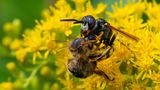 Der Bienenwolf (Philanthus triangulum) gehört zur Familie der Grabwespen. Die wärmeliebende Art bevorzugt offene Sandflächen für den Nestbau, wobei manchmal große Nestkolonien entstehen. Die Weibchen graben Nester bis zu einer Tiefe von 150 Zentimetern. Als Nahrung für ihre Nachkommen erbeuten sie fast ausschließlich Honigbienen, die sie mit einem Stich lähmen, in die Brutzelle bringen und ihre Eier darauf ablegen. Nach wenigen Tagen schlüpfen daraus Larven, die sich von den gelähmten, aber lebendigen Bienen ernähren. Ausgewachsene Bienenwölfe verzehren vor allem den Nektar leicht erreichbarer Blüten, etwa von Doldengewächsen. Aber auch der Mageninhalt erbeuteter Honigbienen dient als Nektarlieferant.