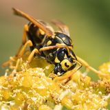 Haus-Feldwespe auf einer Pflanze