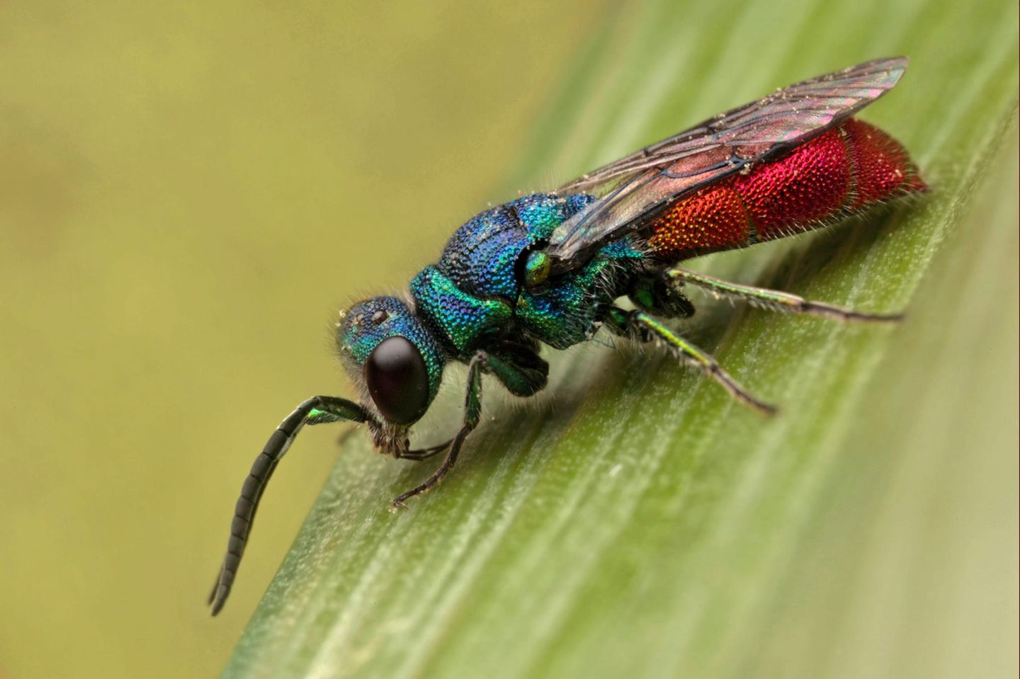 Dass es sich lohnt, hin und wieder in der Natur innezuhalten und genau hinzusehen, beweist die Gemeine Goldwespe (Chrysis ignita). Mit einer Körpergröße von gerade einmal vier bis 13 Millimetern ist sie leicht zu übersehen. Das macht sie mit ihrem schillernden Auftreten wett: Kopf und Brust sind grünblau gefärbt, während der Hinterleib metallisch rot glänzt. Die Gemeine Goldwespe gehört zu den Kuckuckswespen, welche ihre Eier in die Brutröhren anderer solitär lebender Bienen und Wespen legen. Ihre Larven ernähren sich später von den Futtervorräten sowie den Eiern und Larven der Wirtsart. Wer eine Nisthilfe im Garten oder auf dem Balkon installiert, kann das Schauspiel mit etwas Glück beobachten.