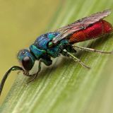Dass es sich lohnt, hin und wieder in der Natur innezuhalten und genau hinzusehen, beweist die Gemeine Goldwespe (Chrysis ignita). Mit einer Körpergröße von gerade einmal vier bis 13 Millimetern ist sie leicht zu übersehen. Das macht sie mit ihrem schillernden Auftreten wett: Kopf und Brust sind grünblau gefärbt, während der Hinterleib metallisch rot glänzt. Die Gemeine Goldwespe gehört zu den Kuckuckswespen, welche ihre Eier in die Brutröhren anderer solitär lebender Bienen und Wespen legen. Ihre Larven ernähren sich später von den Futtervorräten sowie den Eiern und Larven der Wirtsart. Wer eine Nisthilfe im Garten oder auf dem Balkon installiert, kann das Schauspiel mit etwas Glück beobachten.