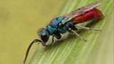 Dass es sich lohnt, hin und wieder in der Natur innezuhalten und genau hinzusehen, beweist die Gemeine Goldwespe (Chrysis ignita). Mit einer Körpergröße von gerade einmal vier bis 13 Millimetern ist sie leicht zu übersehen. Das macht sie mit ihrem schillernden Auftreten wett: Kopf und Brust sind grünblau gefärbt, während der Hinterleib metallisch rot glänzt. Die Gemeine Goldwespe gehört zu den Kuckuckswespen, welche ihre Eier in die Brutröhren anderer solitär lebender Bienen und Wespen legen. Ihre Larven ernähren sich später von den Futtervorräten sowie den Eiern und Larven der Wirtsart. Wer eine Nisthilfe im Garten oder auf dem Balkon installiert, kann das Schauspiel mit etwas Glück beobachten.