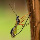 Holzwespen-Schlupfwespe