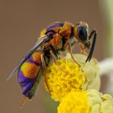 Purpurgoldwespe