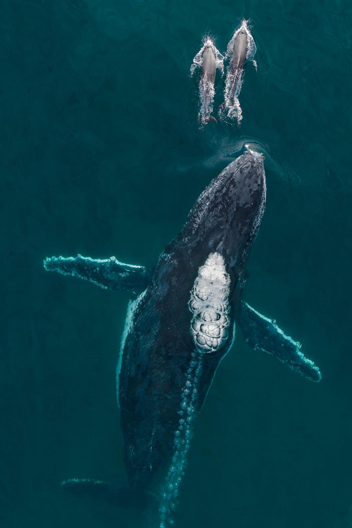 Wilder Ritt Drei Seemeilen vor der Küste von Byron Bay im Nordosten des australischen Bundesstaates New South Wales gelang Craig Parry dieses ungewöhnliche Foto: Zwei große Tümmler scheinen mit einem Buckelwal um die Wette zu schwimmen.