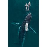 Drei Seemeilen vor der Küste von Byron Bay im Nordosten des australischen Bundesstaates New South Wales gelang Craig Parry dieses ungewöhnliche Foto: Zwei große Tümmler scheinen mit einem  Buckelwal um die Wette zu schwimmen.