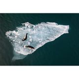 Zufrieden faulenzen diese beiden Robben auf einer Eisplatte, die durch den Gletschersee Jökulsárlón treibt. Der See im Osten Islands ist bekannt für schwimmende Eisberge, die sich von einer Gletscherzunge ablösen und bis zu 15 Meter dick sind. Abhängig von den darin enthaltenen Kristallen oder vulkanischer Asche schimmern sie weiß, blau oder gar grau und schwarz. Fabian Guittard erhält für das Foto den "Chairman's Award".
