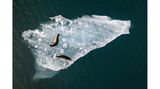 Zufrieden faulenzen diese beiden Robben auf einer Eisplatte, die durch den Gletschersee Jökulsárlón treibt. Der See im Osten Islands ist bekannt für schwimmende Eisberge, die sich von einer Gletscherzunge ablösen und bis zu 15 Meter dick sind. Abhängig von den darin enthaltenen Kristallen oder vulkanischer Asche schimmern sie weiß, blau oder gar grau und schwarz. Fabian Guittard erhält für das Foto den "Chairman's Award".