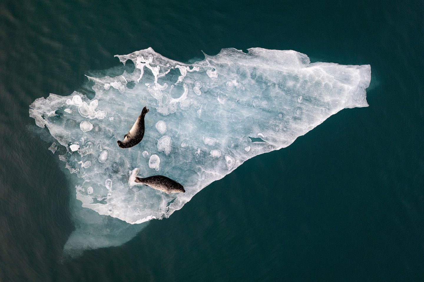 Coole Pause Zufrieden faulenzen diese beiden Robben auf einer Eisplatte, die durch den Gletschersee Jökulsárlón treibt. Der See im Osten Islands ist bekannt für schwimmende Eisberge, die sich von einer Gletscherzunge ablösen und bis zu 15 Meter dick sind. Abhängig von den darin enthaltenen Kristallen oder vulkanischer Asche schimmern sie weiß, blau oder gar grau und schwarz. Fabian Guittard erhält für das Foto den "Chairman's Award".