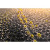 Auf den ersten Blick wirkt die Kanareninsel Lanzarote schroff, karg und tot. Nicht so aber im Weinanbaugebiet La Geria, in dem gleichförmig Grün aus dem schwarzen Boden sprießt. Zwar haben zwei schwere Vulkanausbrüche in den 1730er-Jahren auch diese Region mit einer vulkanischen Lapillischicht überzogen, doch die Menschen sind erfinderisch: Um an den fruchtbaren Boden zu gelangen und die Pflanzen mit Wasser zu versorgen, graben sie Trichter und pflanzen einzelne Weinstöcke in deren Grund. Olaf Düber hat das zarte Grün fotografiert.