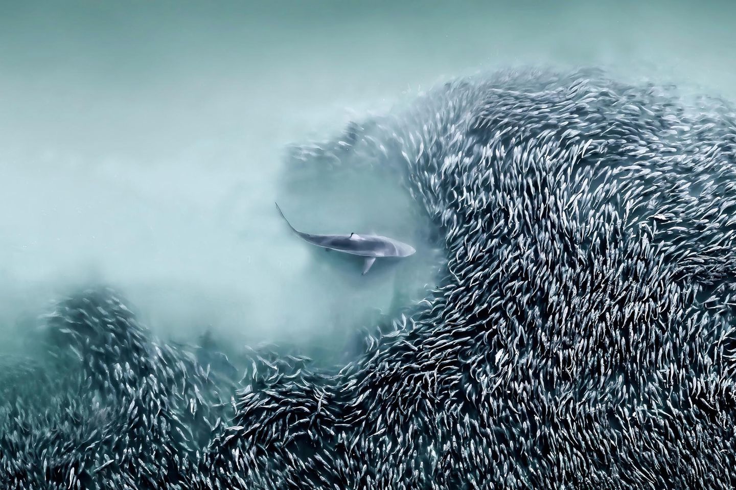 Schwarmintelligenz Sie sind klein, doch sie sind viele: Ein Schwarm Atlantischer Menhaden bietet einem Großen Schwarzspitzenhai die Stirn, der die Einheit der Beutefische zu durchbrechen versucht. Joanna Steidle, professionelle Drohnenpilotin und Künstlerin, hielt diese Szene vor ihrer Haustür im Atlantischen Ozean bei Southampton, New York, fest. Für ihr Portfolio wird sie als "Fotografin des Jahres" ausgezeichnet. "Die Luftbildfotografie bietet unendlich viele künstlerische Möglichkeiten, die noch längst nicht alle erforscht sind", sagt Steidle. "Jeder Tag ist spannend, und ich bin ständig auf der Suche nach einzigartigen Motiven und Momenten."