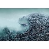 Sie sind klein, doch sie sind viele: Ein Schwarm Atlantischer Menhaden bietet einem Großen Schwarzspitzenhai die Stirn, der die Einheit der Beutefische zu durchbrechen versucht. Joanna Steidle, professionelle Drohnenpilotin und Künstlerin, hielt diese Szene vor ihrer Haustür im Atlantischen Ozean bei Southampton, New York, fest. Für ihr Portfolio wird sie als "Fotografin des Jahres" ausgezeichnet. "Die Luftbildfotografie bietet unendlich viele künstlerische Möglichkeiten, die noch längst nicht alle erforscht sind", sagt Steidle. "Jeder Tag ist spannend, und ich bin ständig auf der Suche nach einzigartigen Motiven und Momenten." 