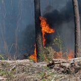 Buschbrände in Südwestfrankreich   Auch in Frankreich ist das Risiko für Wald- und Buschbrände derzeit hoch. Insgesamt brannten bislang Behördenangaben zufolge 400 Hektar Land nieder. In einigen Regionen fanden Evakuierungen statt, darunter in der berühmten Abtei Fontfroide südwestlich der Stadt Narbonne. Die Autobahn 61 wurde gesperrt. 