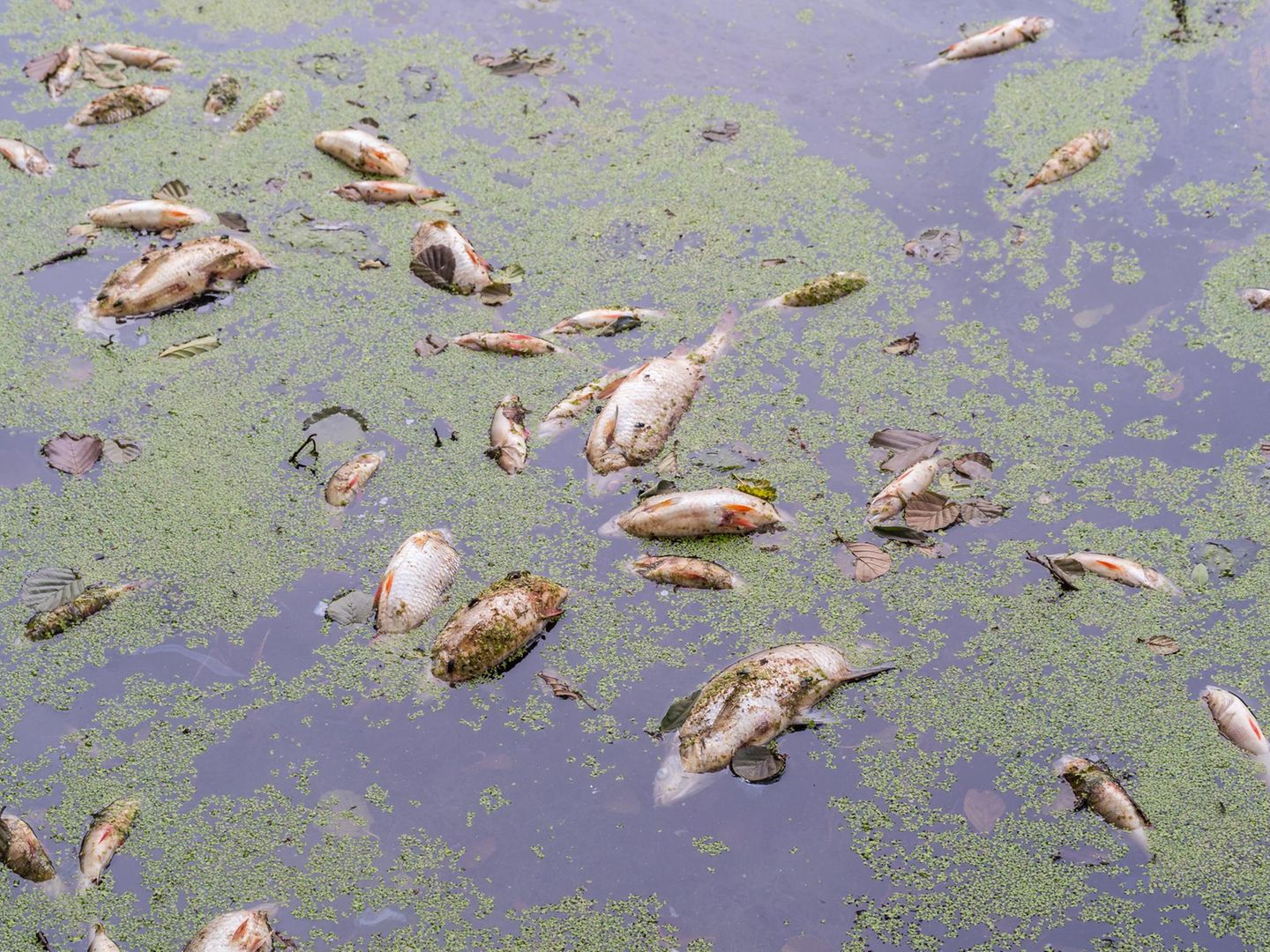 Tausende tote Fische in Tschechien Tausende tote Fische in Tschechien (Symbolfoto) Nahe der tschechischen Stadt Ústí nad Labem kam es derweil zu einem Fischsterben. Im Modlany-See starben Tausende Fische aufgrund von Sauerstoffmangel infolge der Hitzewelle. Allein am vergangenen Sonntag bargen freiwillige Helferinnen und Helfer rund 4,5 Tonnen toter Fische, teilten lokale Behörden und der Fischereiverband mit.